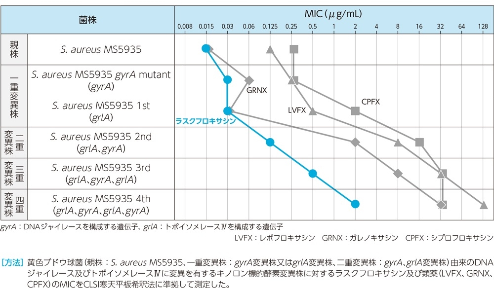 キノロン標的酵素変異株に対する抗菌力