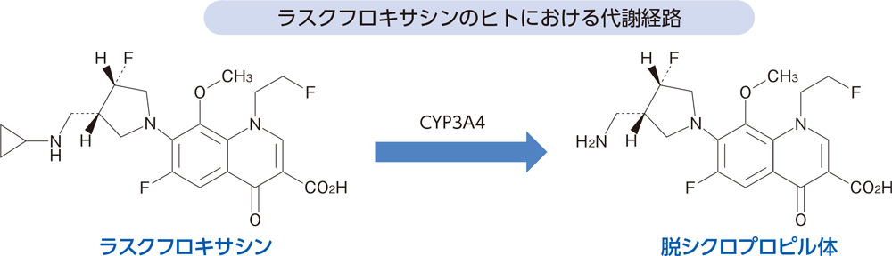 ラスクフロキサシンのヒトにおける代謝経路