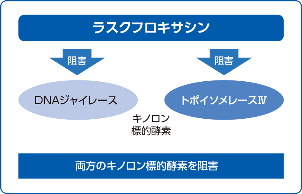 DNAジャイレース及びトポイソメレースⅣに対する阻害作用