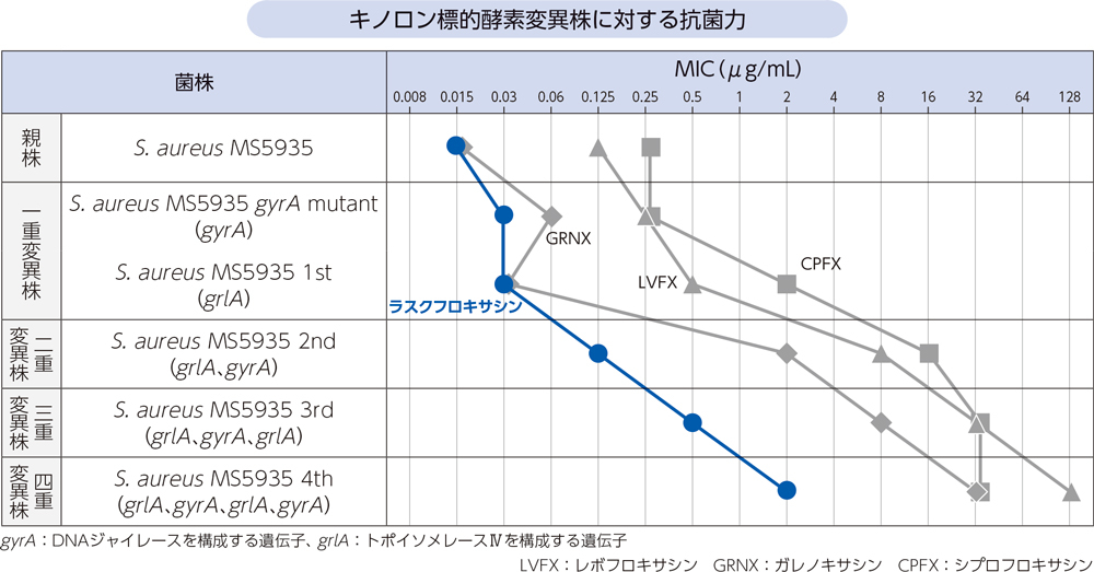 キノロン標的酵素変異株に対する抗菌力