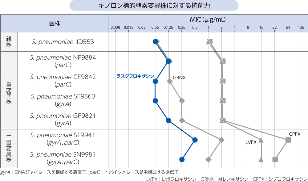 キノロン標的酵素変異株に対する抗菌力