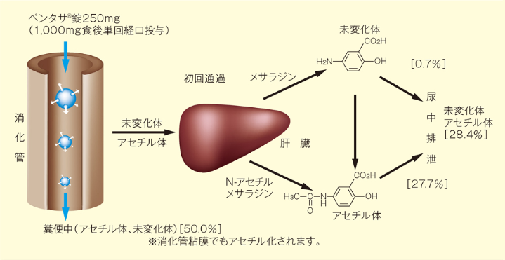 投与から尿中排泄まで