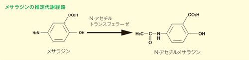 グラフ：メサラジンの推定代謝経路