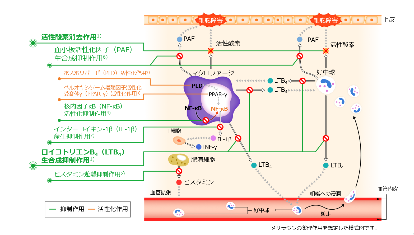 図：メサラジンの作用メカニズム